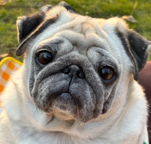 巴哥犬飼養成本