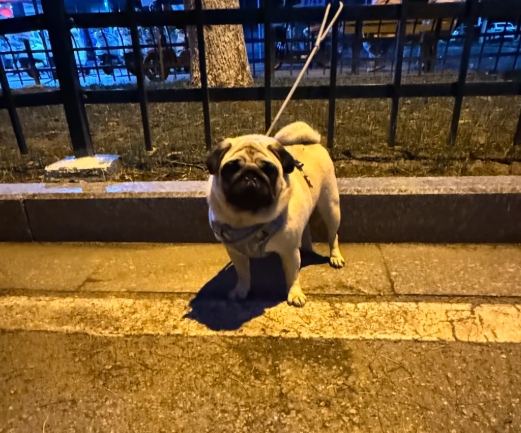 巴哥犬健康照護