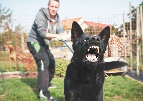 狗吠叫解決方法