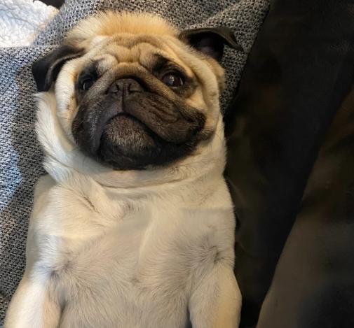 巴哥犬訓練方法