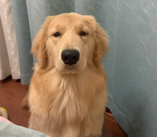 狗狗盯著主人原因