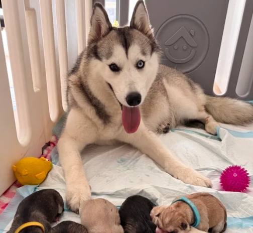 養哈士奇注意事項