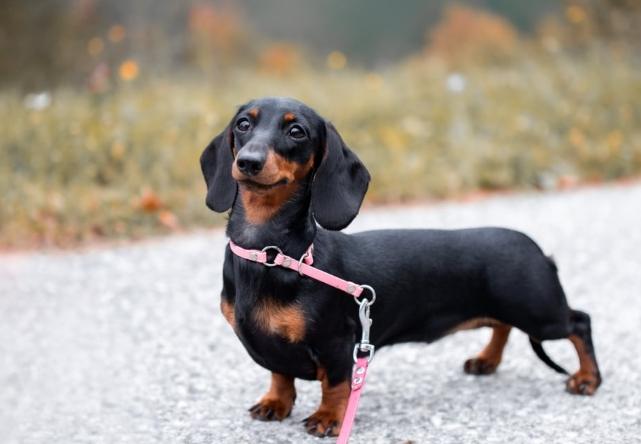 短毛臘腸狗好養嗎