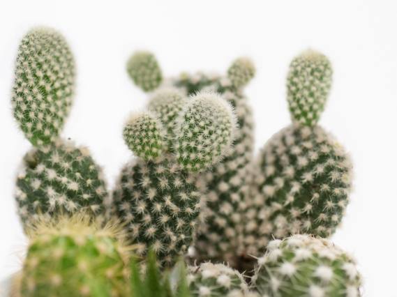 耐陰仙人掌照顧