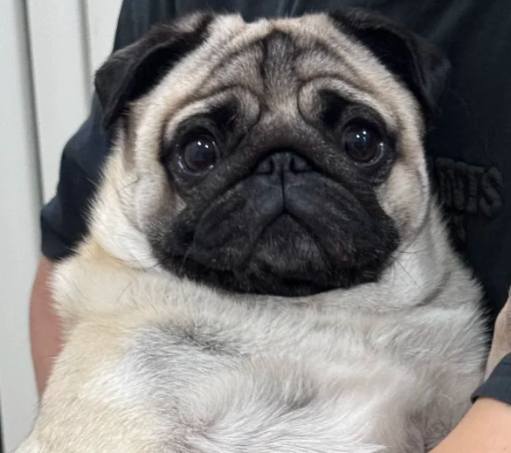 飼養巴哥犬注意事項