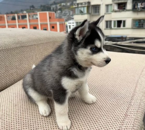 哈士奇飼養指南