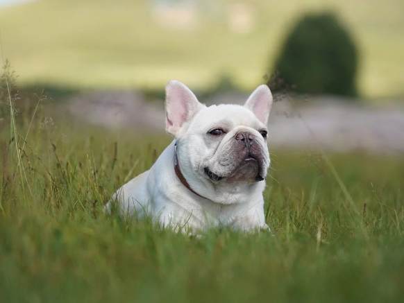 法國鬥牛犬性格