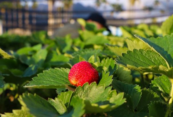 苗栗旅遊行程 苗栗旅遊行程