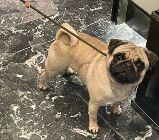 飼養巴哥犬注意事項