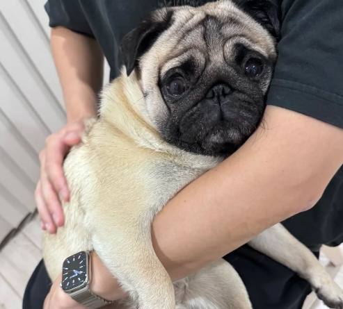 巴哥犬飼養指南