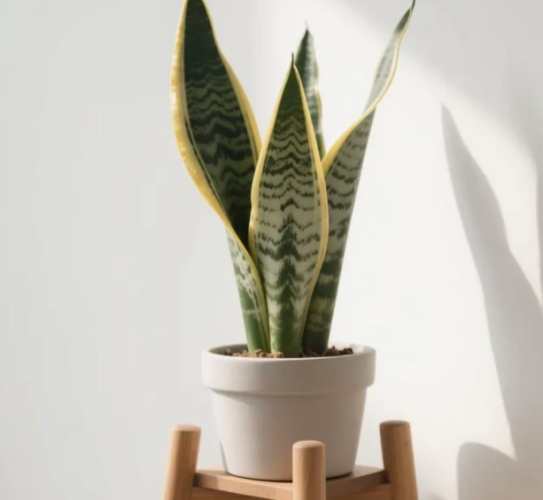 虎尾蘭栽培介質