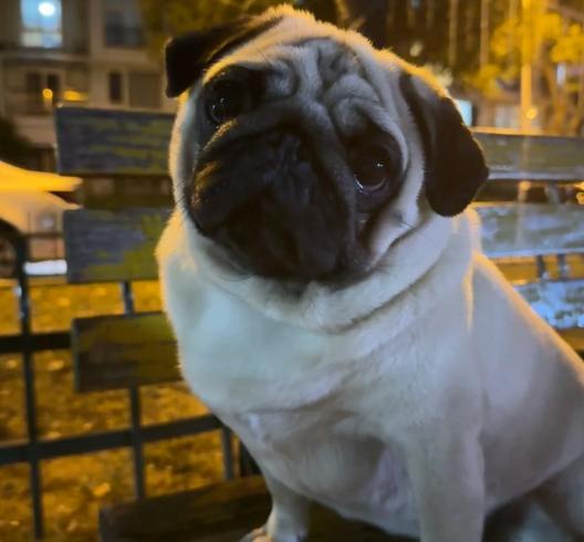 飼養巴哥犬注意事項