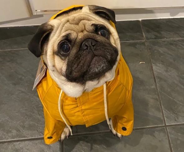 巴哥犬照顧困難