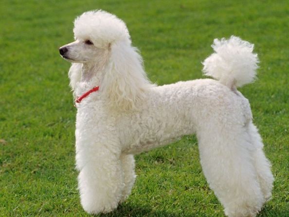 貴賓狗健康問題