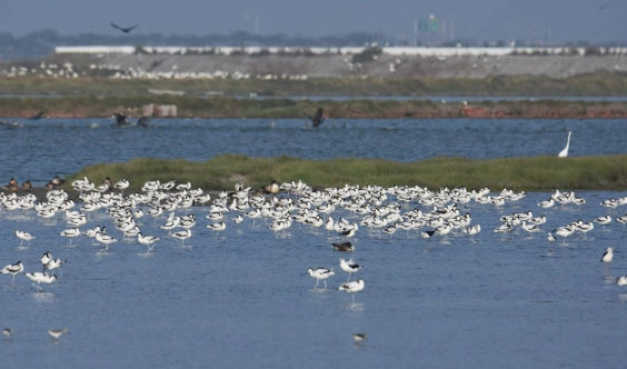 布袋濕地賞鳥