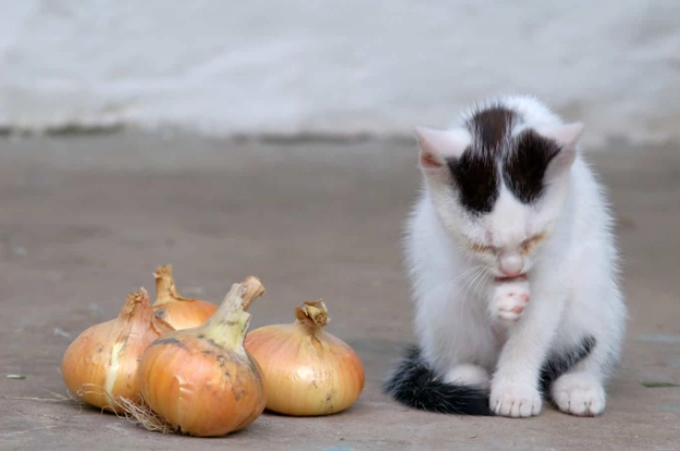 貓洋蔥中毒