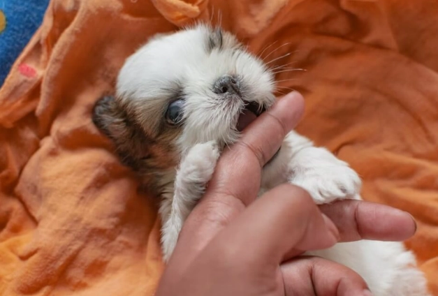 西施犬領養流程