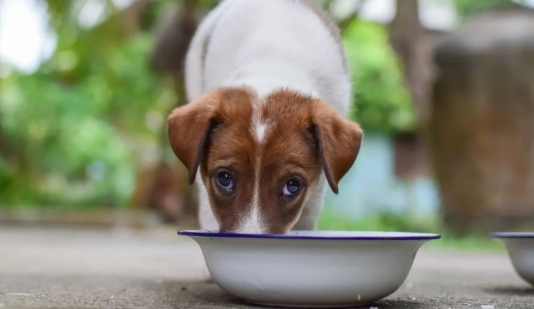 狗狗飲食安全