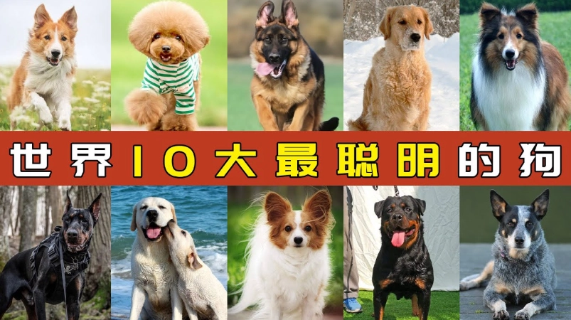 狗智商排名