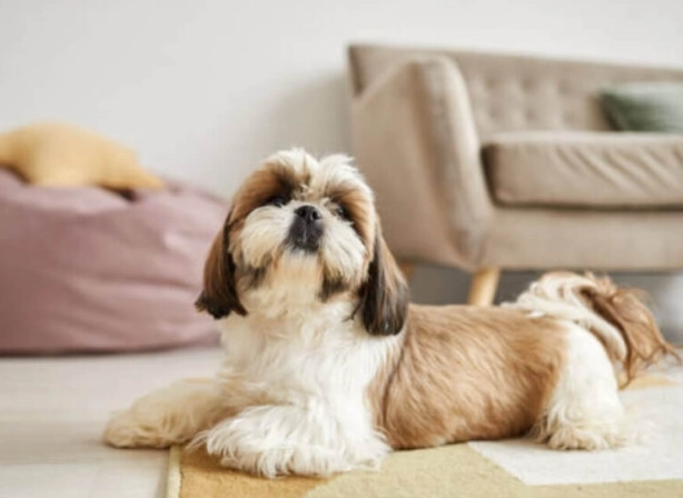 西施犬領養流程