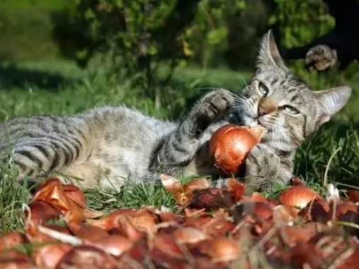 貓吃洋蔥怎麼辦