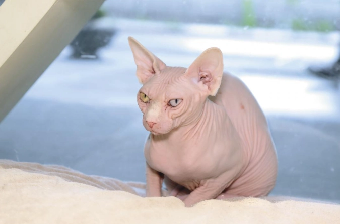 無毛貓護理 無毛貓護理