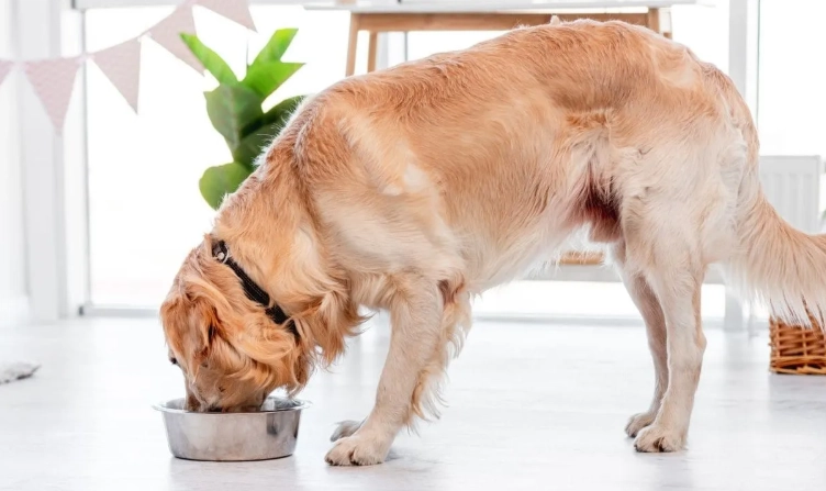 奇異果對狗狗的好處