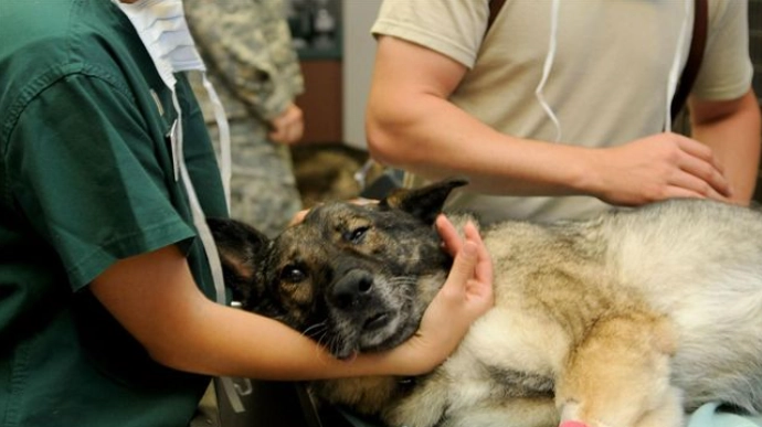 狗狗吞異物處理