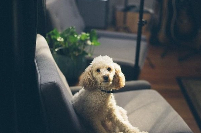 如何制止狗狗叫