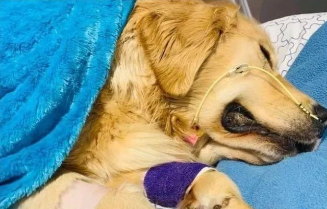 狗狗吞異物處理