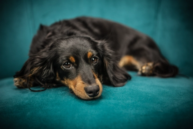 臘腸狗脊椎保健