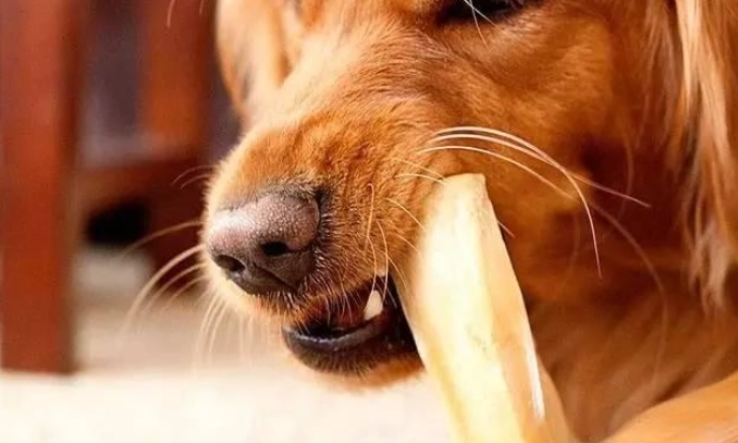 狗異物吞食危險