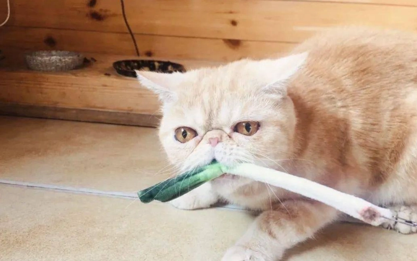 貓吃蔥危害