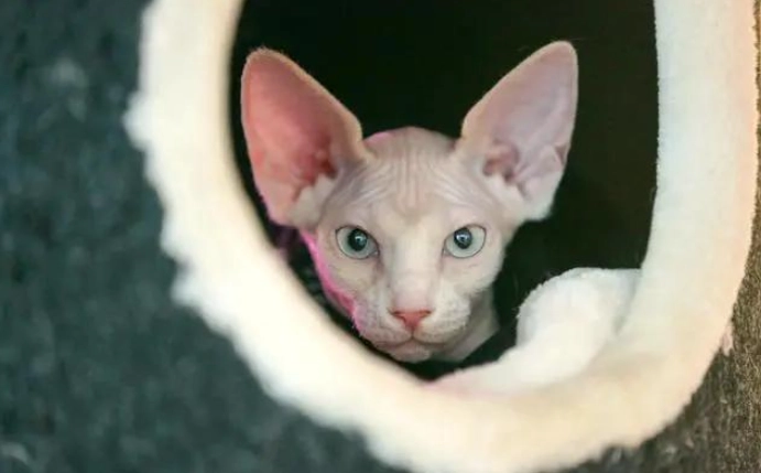 無毛貓優缺點 無毛貓優缺點