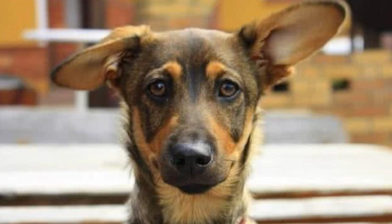 狗狗耳朵一邊突然垂下來