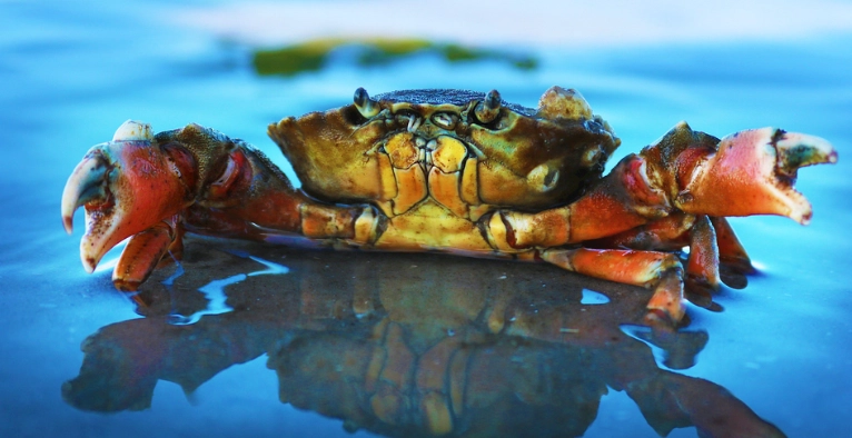 北海岸螃蟹種類