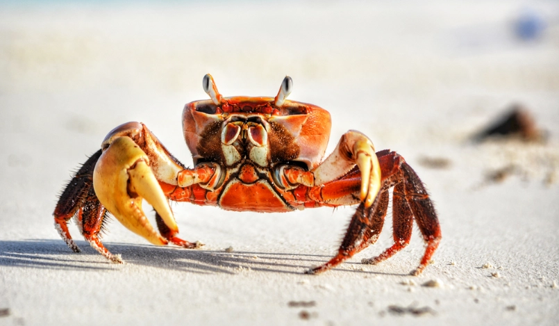 台灣吃螃蟹便宜地點