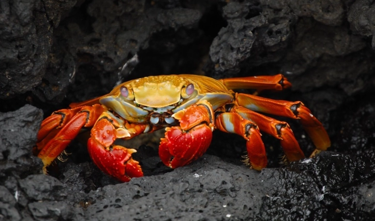 台灣吃螃蟹便宜地點