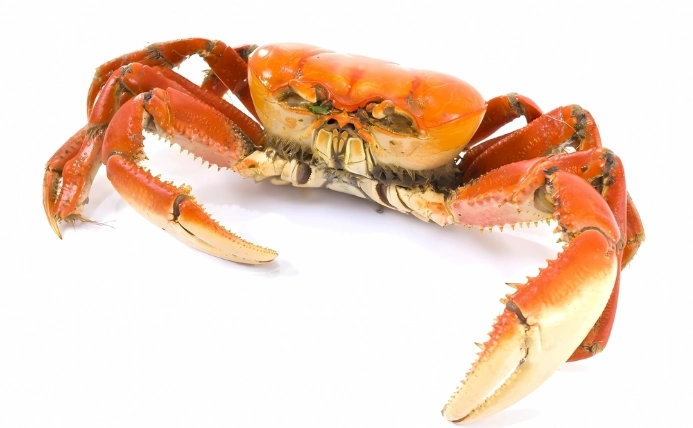 北海岸螃蟹種類