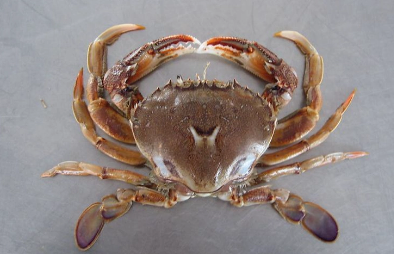 台灣吃螃蟹便宜地點