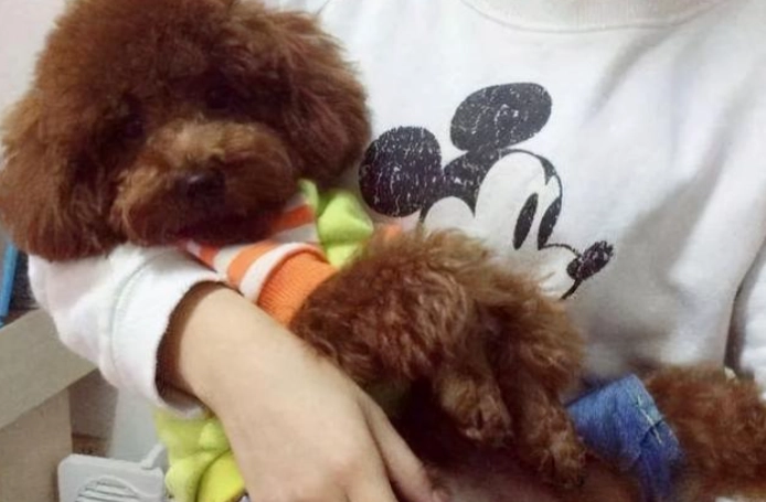 狗突然黏人 狗突然黏人