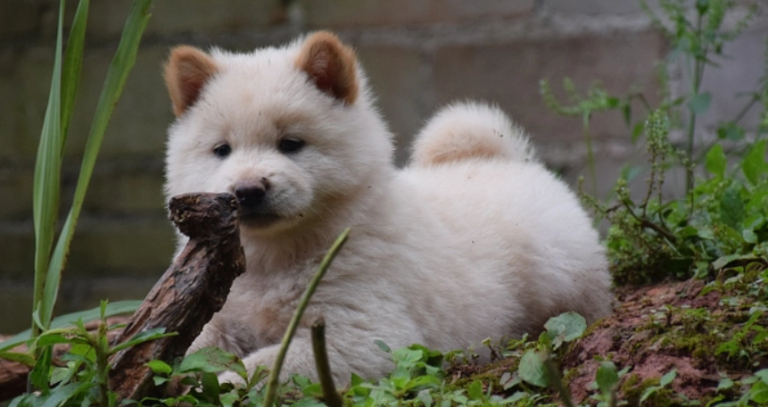 黃金期訓練項目