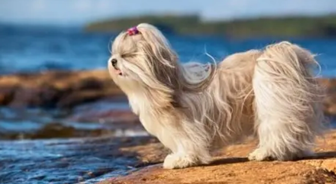 延長西施犬壽命