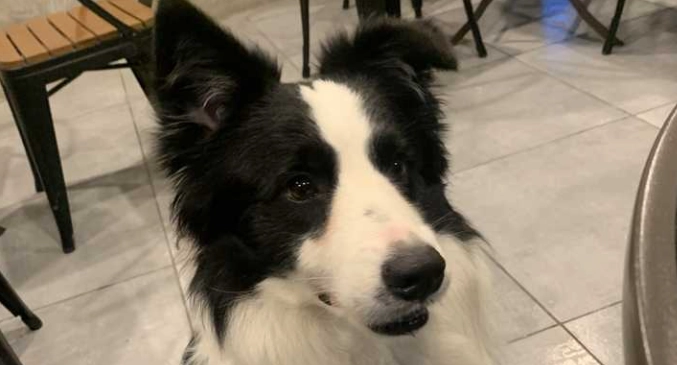 狗狗耳朵突然垂下