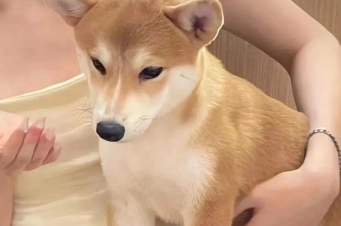 狗狗一直要抱抱 狗狗一直要抱抱