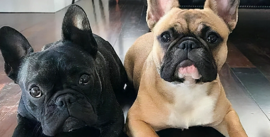 法國鬥牛犬智商排名