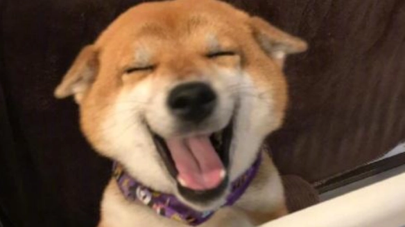 狗狗飛機耳意思