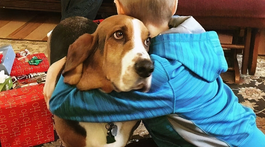 如何讓狗狗給抱