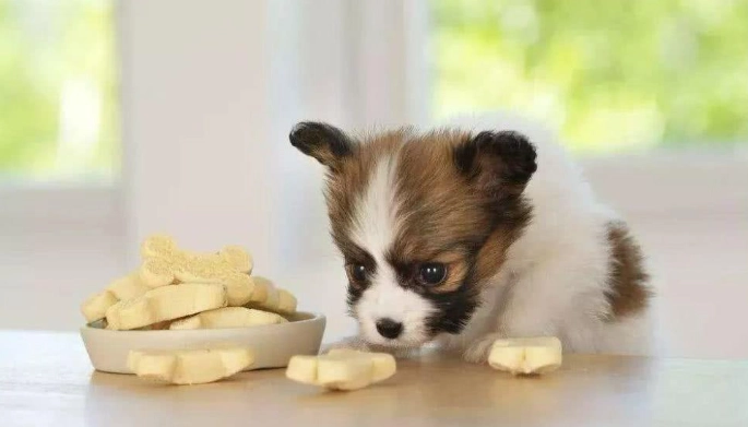 狗誤食巧克力怎麼辦