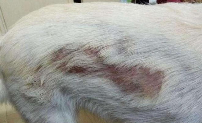 狗皮膚病禿毛